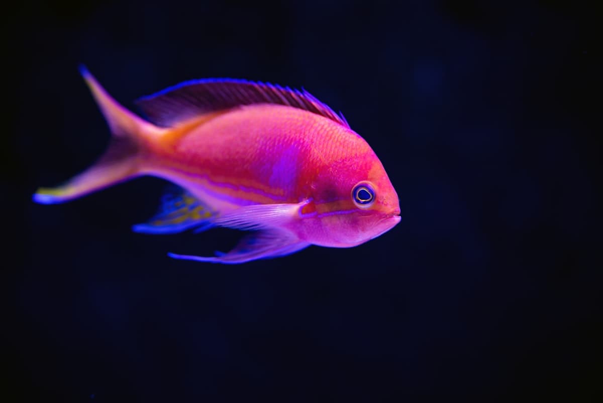 Aquarium tank with fish — ByteStar Aquaculture kit for water temperature and feeder control